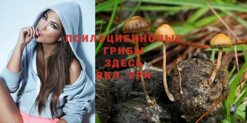 Галлюциногенные грибы Cubensis  Барыш 